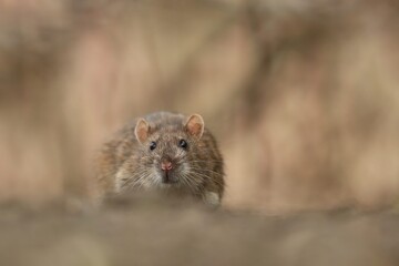 brown rat (Rattus norvegicus) is one of the best known and most common rats. Wildlife scene from nature.