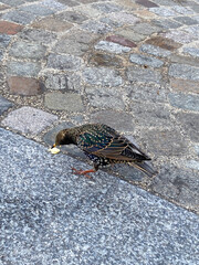 Common starling passerine bird eating crumbs from tourists in the center of town