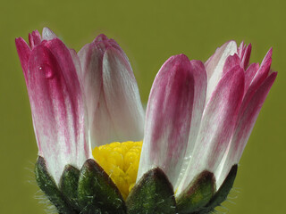 Gänseblümchen (Bellis perennis) © Lothar Lenz
