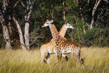 Giraffe in the African Savanna