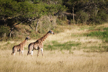 Naklejka na ściany i meble Giraffe in the African Savanna