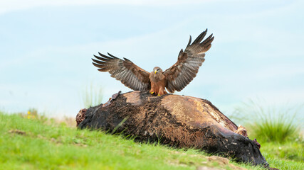 Jackal Buzzard landing on a carcass