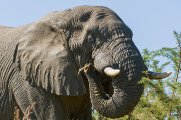 Elephant bull eating