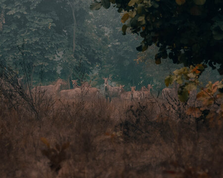 Blue Bulls of Hastinapur Wildlife Sanctuary 