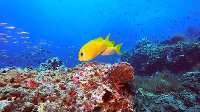 Yellow Golden Rabbit fish - Siganus guttatus swimming in the water.  School of fusiliers.  Scuba diving in Asia. Gulf of Thailand