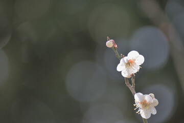 開花した梅の白い花