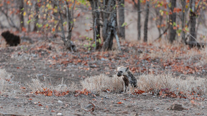 Spotted hyaena newly born pup