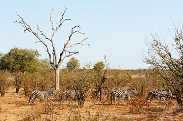 Fototapeta na wymiar Zebra walking through dry grassland