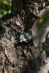 lichen on the bark of a tree.Diseases of trees