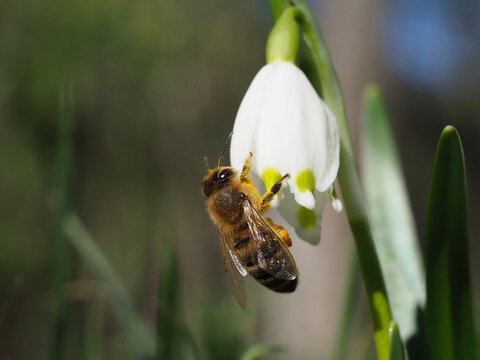 Honigbiene am Märzenbecher