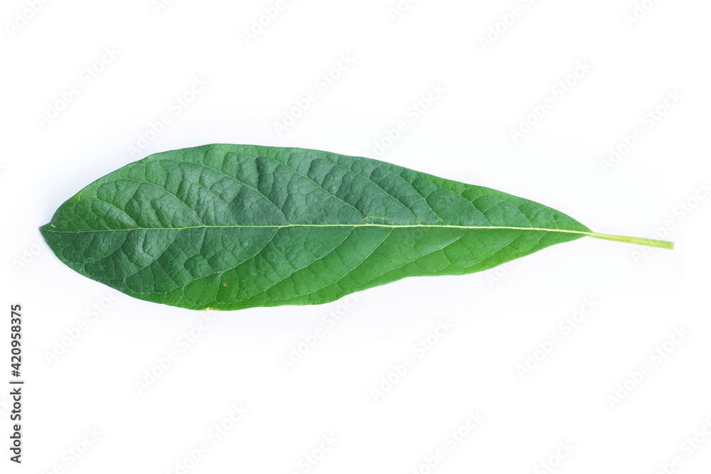 Wall mural leaves of the avocado tree. green leaf isolated on white background.