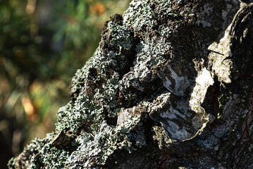 lichen on the bark of a tree.Diseases of trees