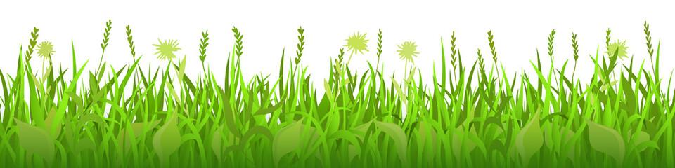 Spring green meadow with wild grass on white background