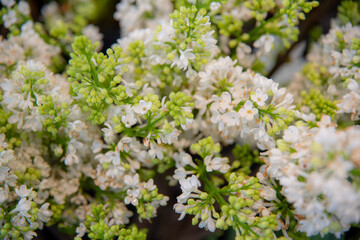 Obraz premium Full frame blooming lilac branches as a backdrop. Floral background, copy space for text.