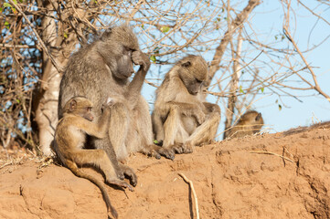 Family of vervet monkeys interacting
