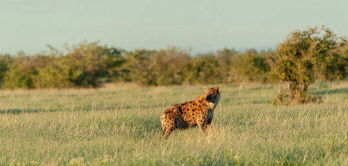 Spotted Hyaena in the early morning sun