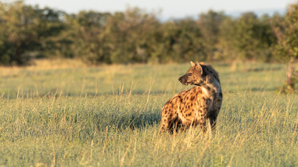 Spotted Hyaena in the early morning sun