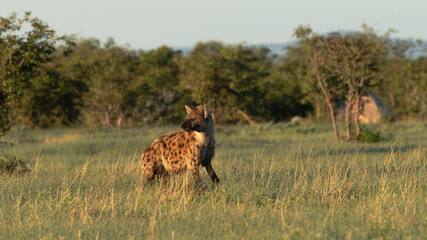 Spotted Hyaena in the early morning sun