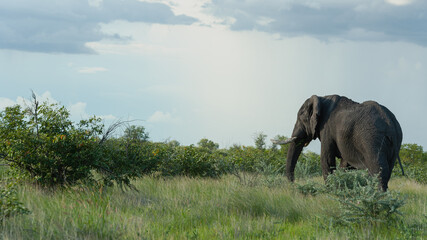 Fototapeta na wymiar Single bull elephant walking away from the camera
