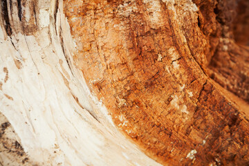 Rotten wood texture. Rotten tree close-up and its rotten fragments