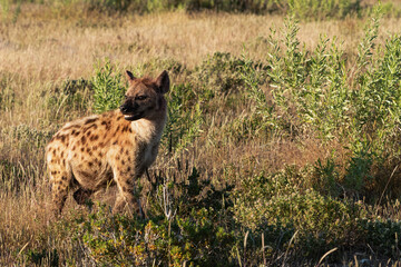 Spotted Hyaena in the early morning sun