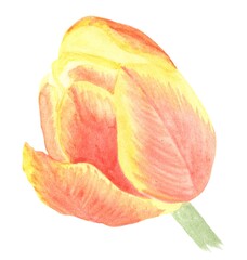 Large yellow and red tulip flower painted in watercolor