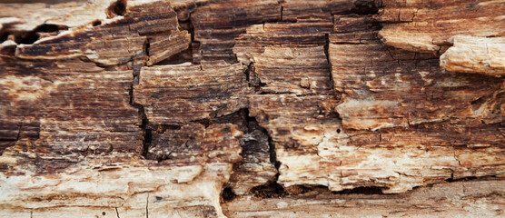 Rotten wood texture. Rotten tree close-up and its rotten fragments
