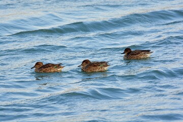 Fototapeta premium Migratory birds (ducks, geese, swans)