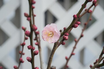 ベランダに咲く梅の花