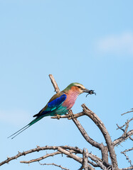Lilac breasted roller with an insect in it's mouth