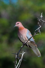 Laughing Dove sitting on a thorn branch