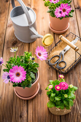 Spring flowers and plants in flowerpots with gardening tools and watering can on wooden background