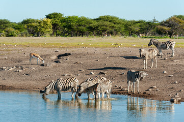 Fototapeta na wymiar Herd of Zebra drinking at a waterhole in the late afternoon sun