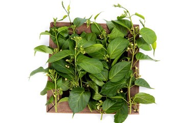 Gymnema inodorum green leaves and flowers isolated on white background.top view ,flat lay.
