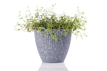 Thyme branch green leaves and trees isolated on white background.