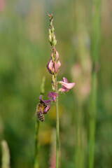 Bee on a pink wildflower in nature pollinatung