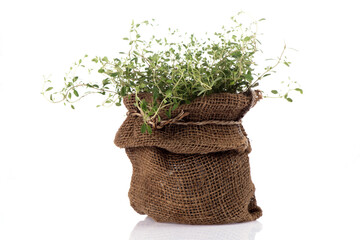 Thyme branch green leaves and trees isolated on white background.