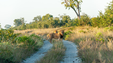 Obraz na płótnie Canvas Lions on a sandy road in the early morning light