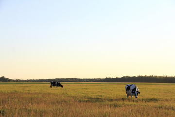 large field with two cows on the background of the forest at sunset. summer rural landscape