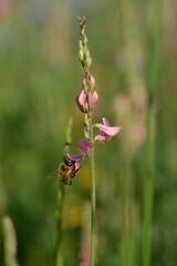 Bee on a pink wildflower in nature pollinating