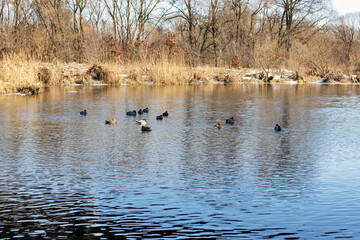 A swarm of wild ducks is flying in the river