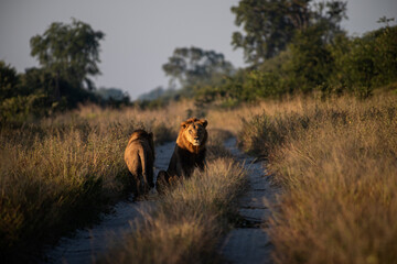 Lions on a sandy road in the early morning light