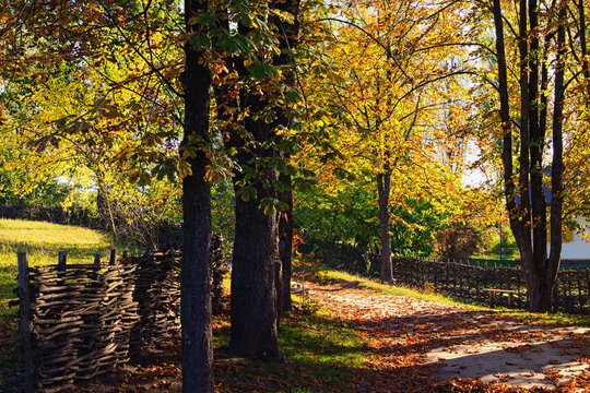Scenic autumn landscape of typical rural road in Ukrainian village in sunny morning. Fallen leaves on a dirt track. Open-air Museum of Folk Architecture and Life of the Middle Naddnipryanshchyna