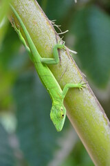 a green lizard on a branch