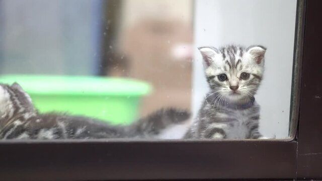 American shorthairs kitten cat is trying to get in through transparent temper glass door