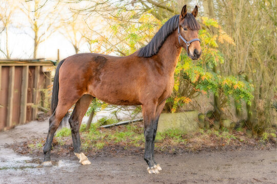 A brown KWPN stallion, Dutch Warmblood horse, 2 years old.Outside against a green and yellow natural background