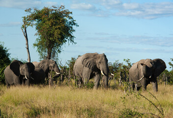 Fototapeta premium Elephants at rest