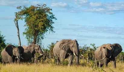 Fototapeta premium Elephants at rest