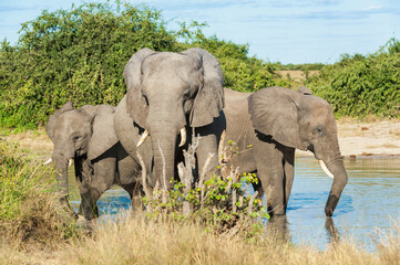 Obraz na płótnie Canvas Elephants at rest