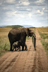 Naklejka na ściany i meble african elephant in Maasai Mara national park 